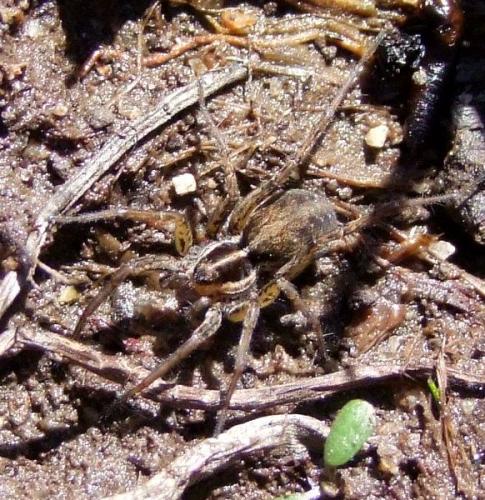 Réf. 261 788 : Pardosa palustris